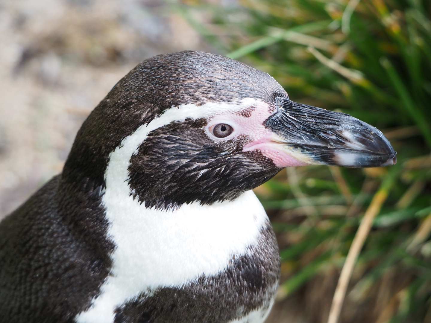 Humboldt penguin (Spheniscus humboldti), 2022-01-02