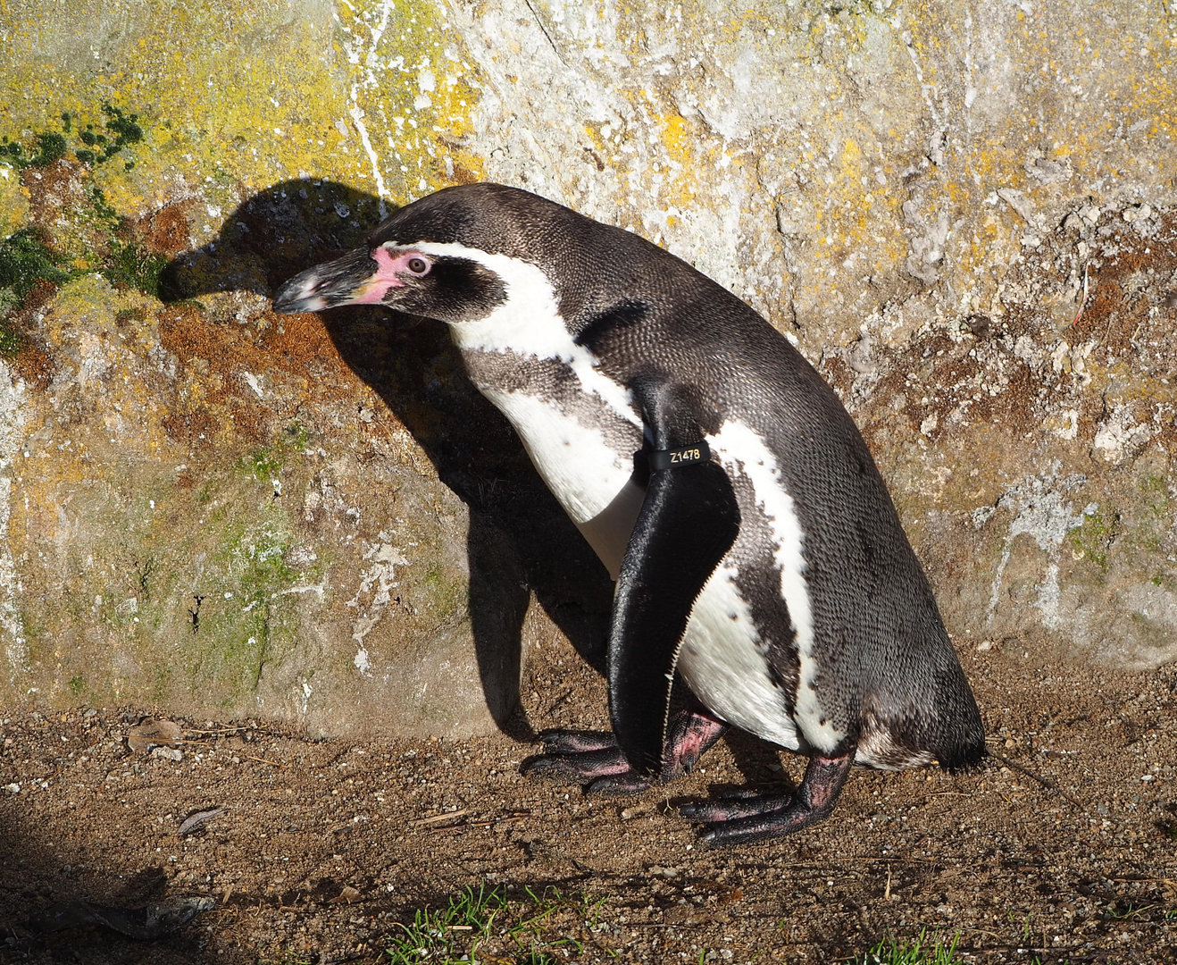 Humboldt penguin (Spheniscus humboldti), 2022-01-30