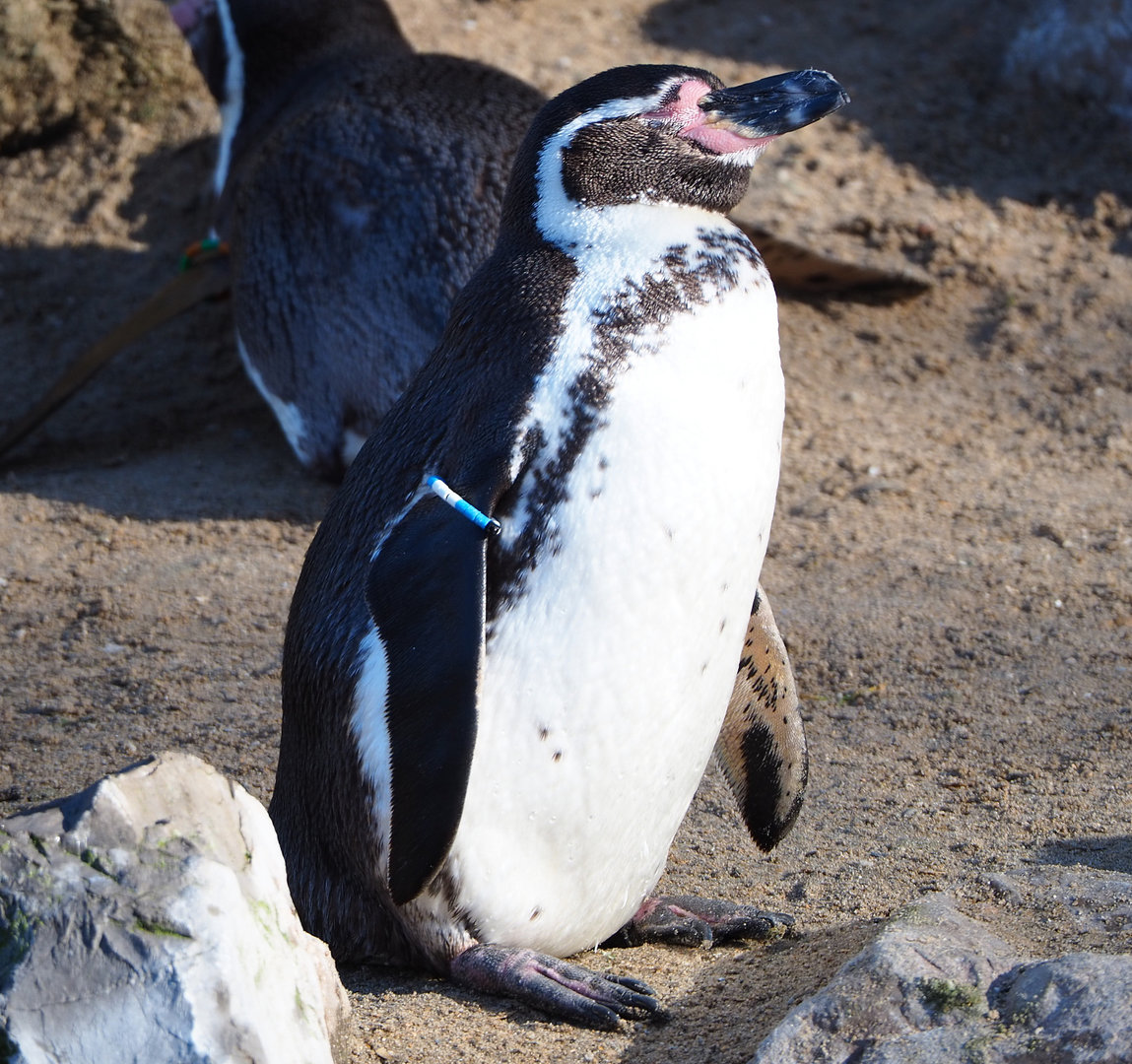 Humboldt penguin (Spheniscus humboldti), 2022-02-12