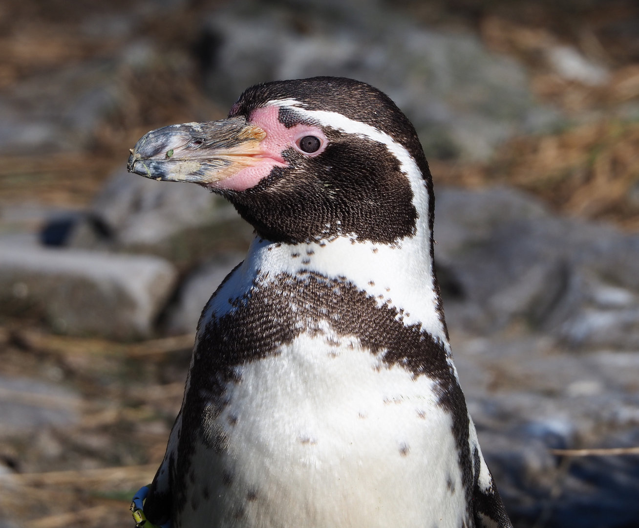 Humboldt penguin (Spheniscus humboldti), 2022-03-08