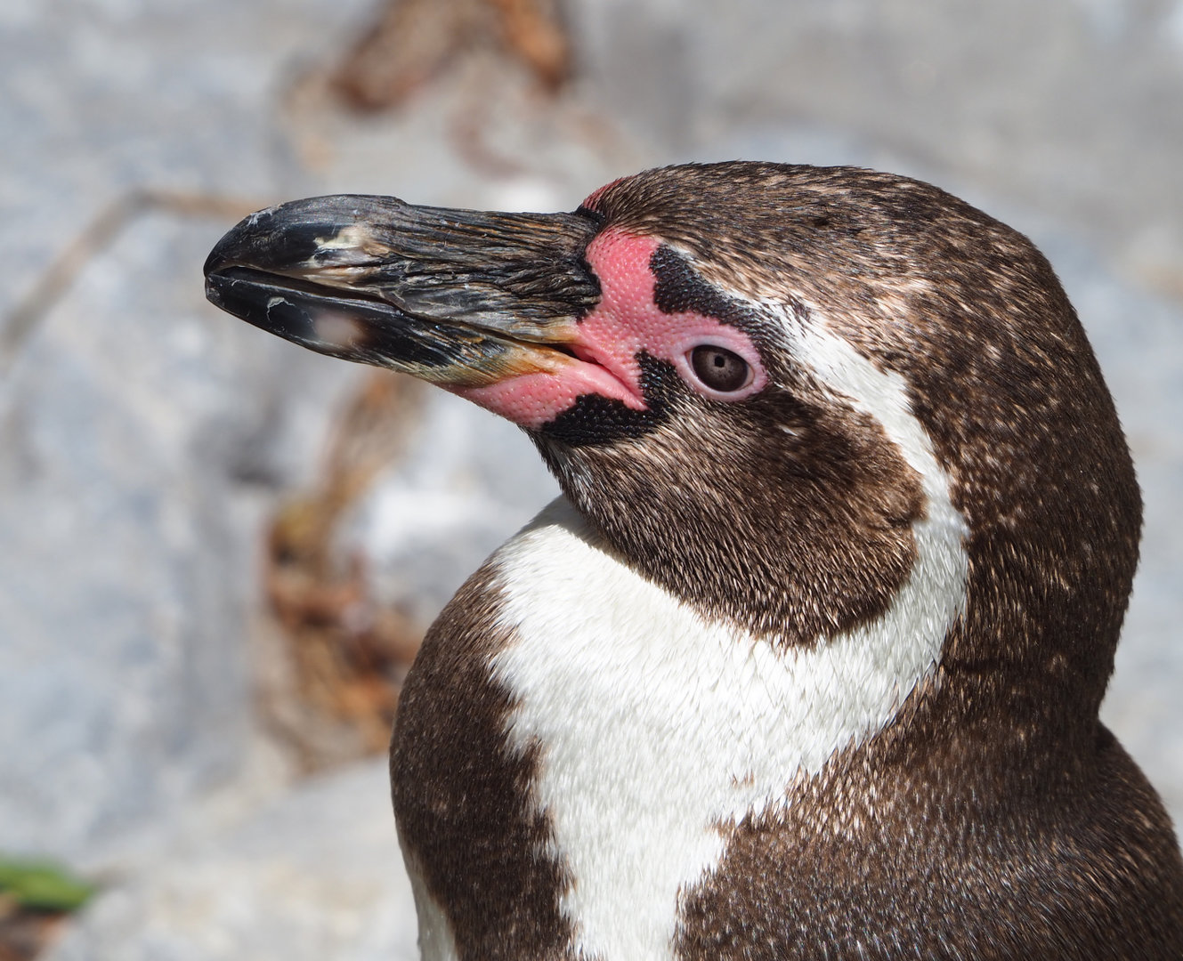 Humboldt penguin (Spheniscus humboldti), 2022-05-28