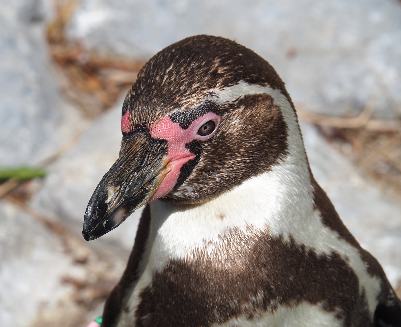Humboldt penguin (Spheniscus humboldti), 2022-05-28