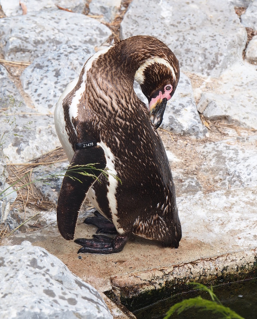 Humboldt penguin (Spheniscus humboldti), 2022-07-03