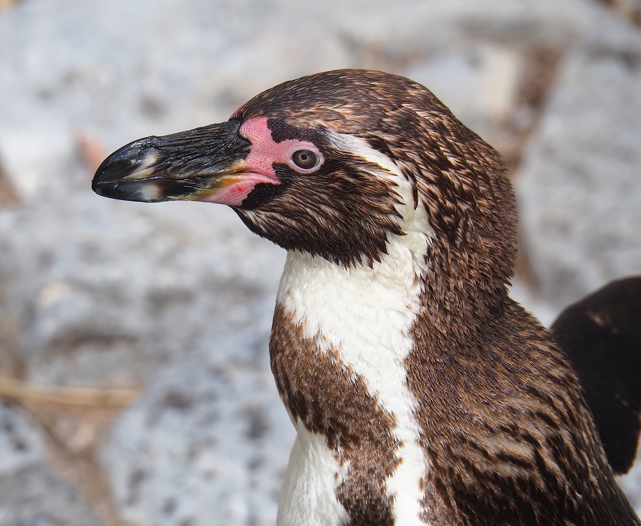 Humboldt penguin (Spheniscus humboldti), 2022-07-03