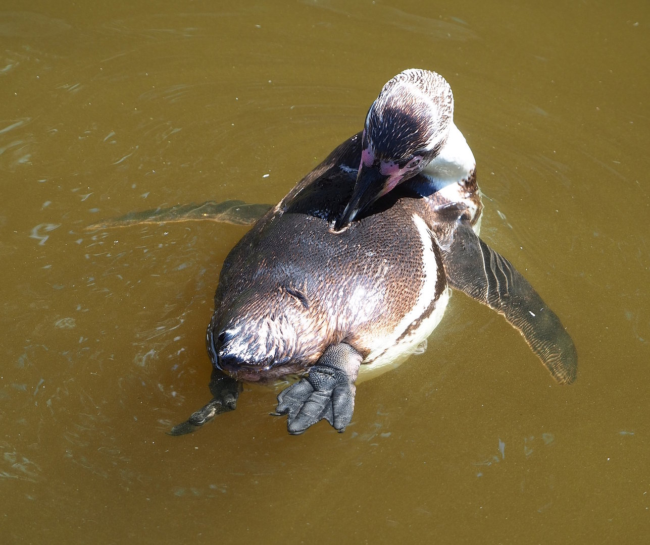 Humboldt penguin (Spheniscus humboldti), 2022-07-16