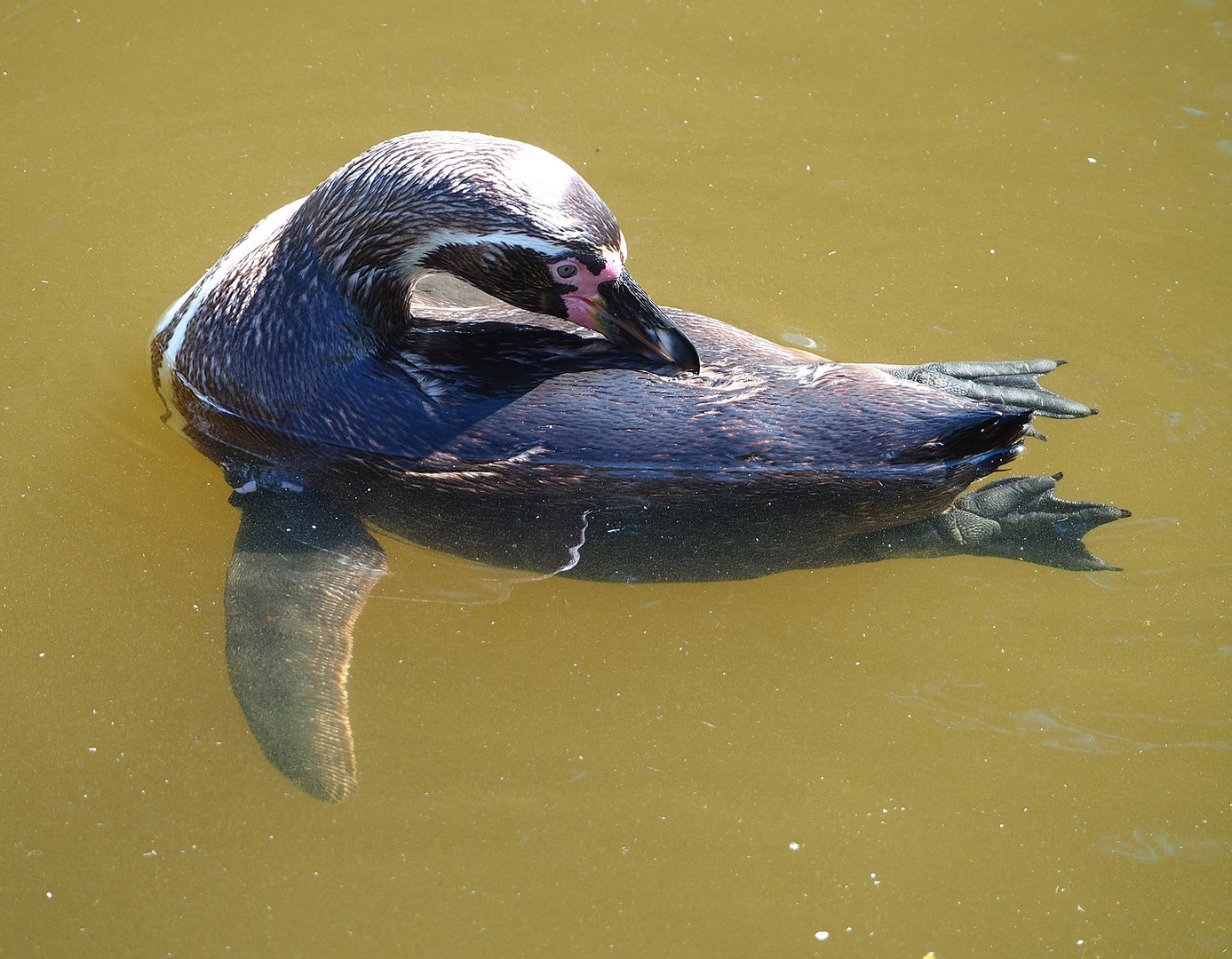 Humboldt penguin (Spheniscus humboldti), 2022-07-16