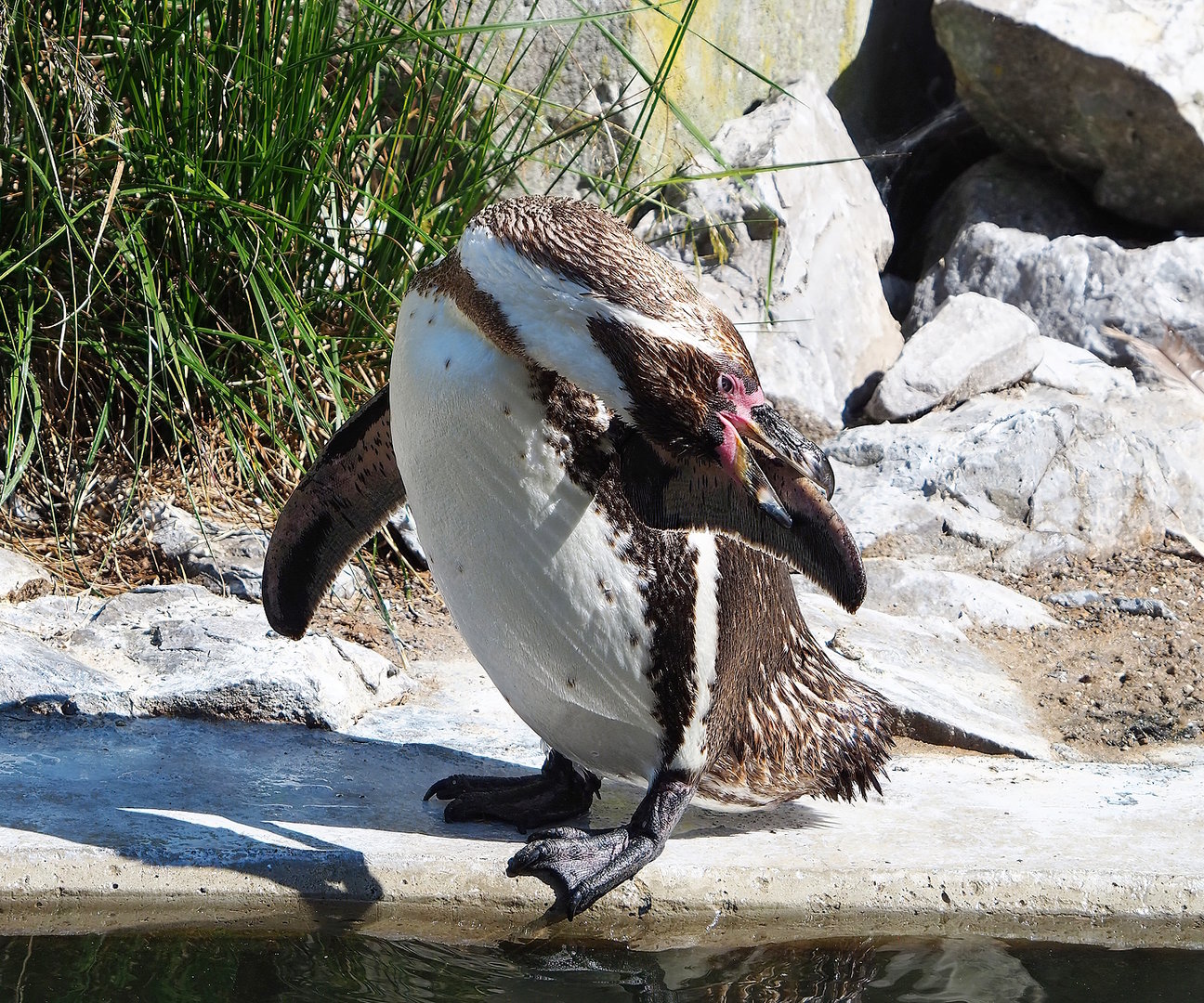Humboldt penguin (Spheniscus humboldti), 2022-07-16