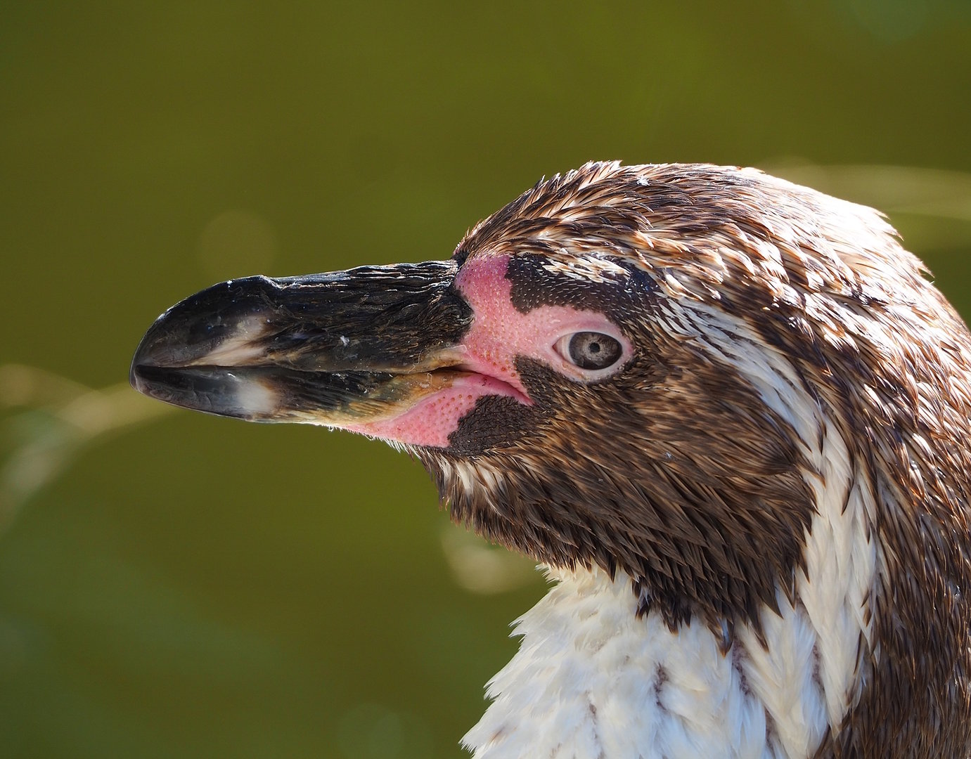 Humboldt penguin (Spheniscus humboldti), 2022-08-07