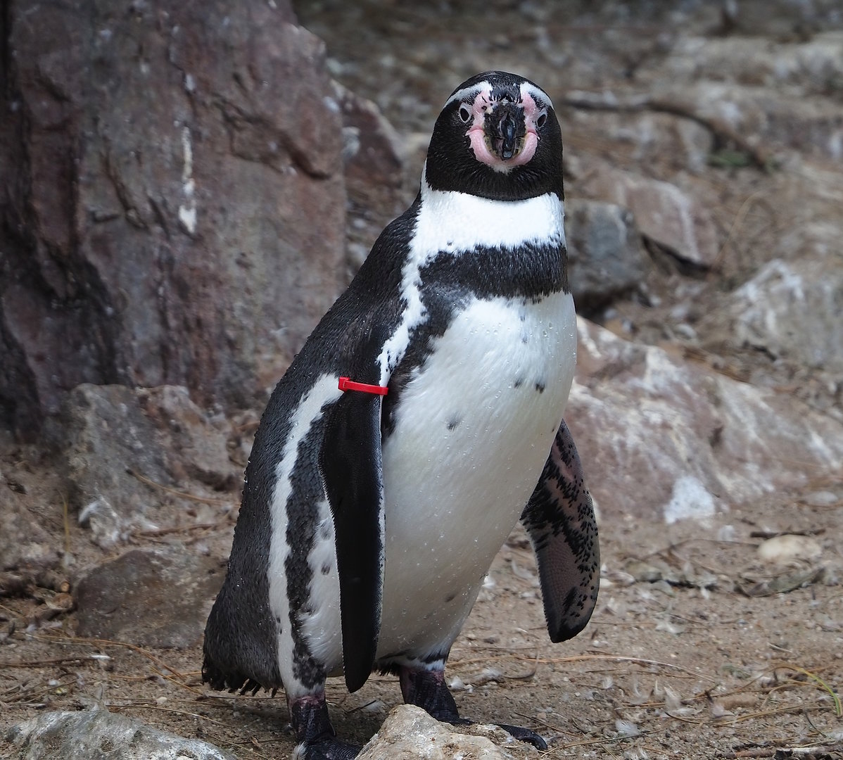 Humboldt penguin (Spheniscus humboldti), 2022-08-28