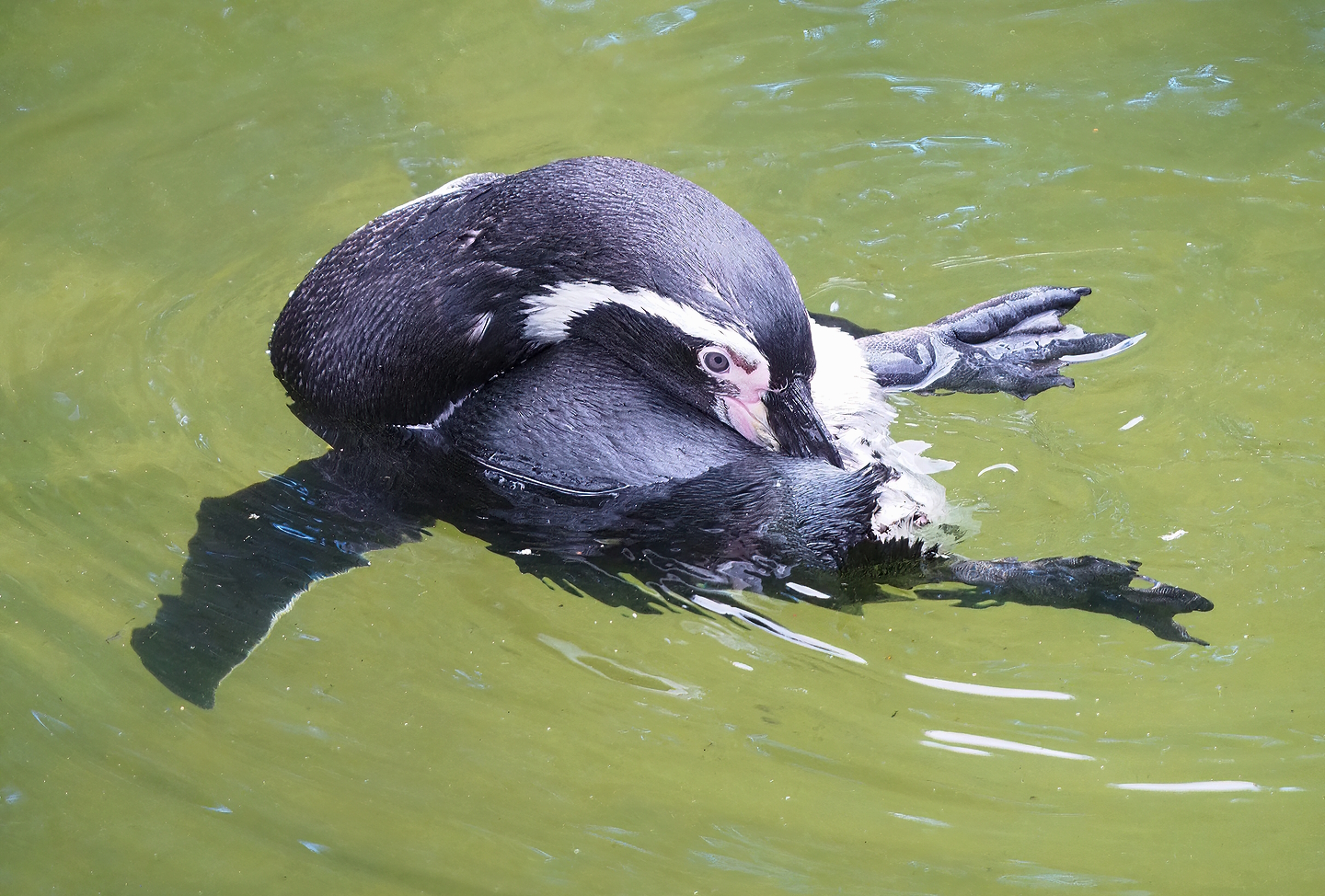 Humboldt penguin (Spheniscus humboldti), 2022-08-28