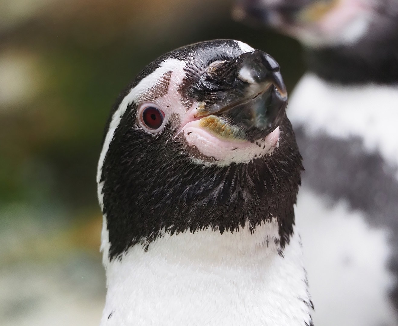 Humboldt penguin (Spheniscus humboldti), 2022-08-28