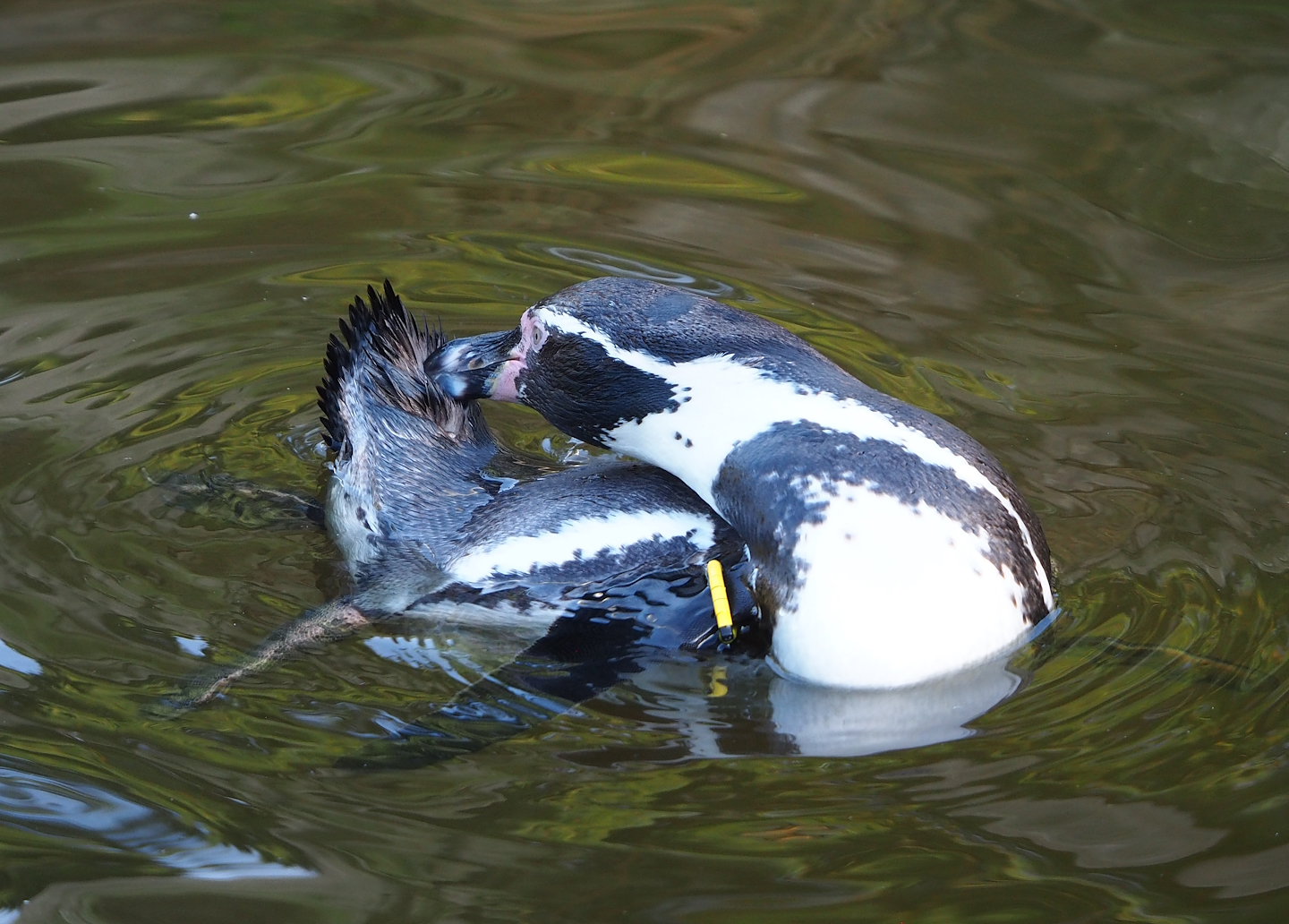 Humboldt penguin (Spheniscus humboldti), 2022-10-19