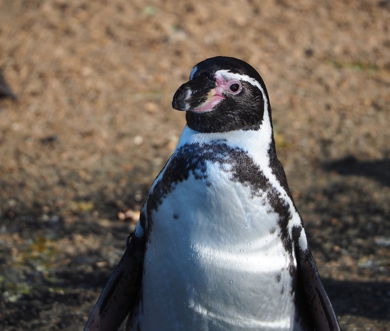 Humboldt penguin (Spheniscus humboldti), 2022-10-19