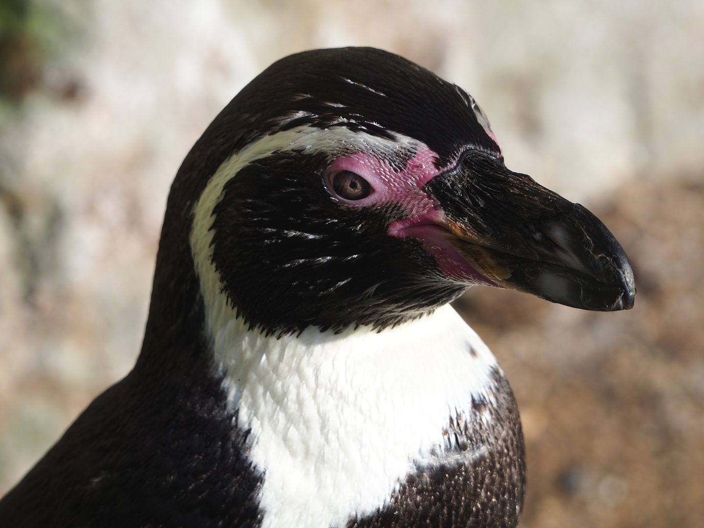Humboldt penguin (Spheniscus humboldti), 2022-10-19