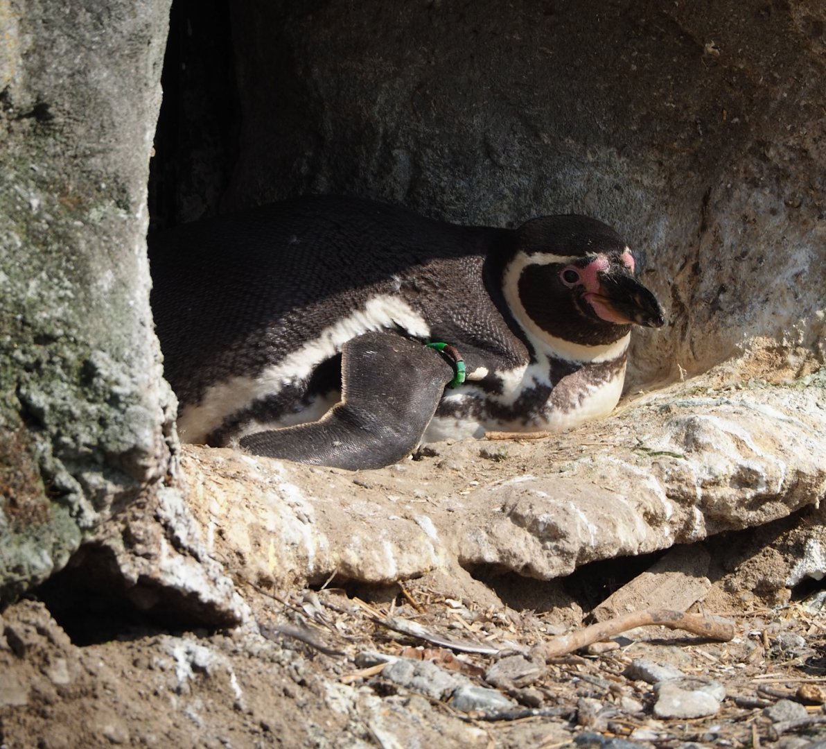 Humboldt penguin (Spheniscus humboldti), 2023-04-18
