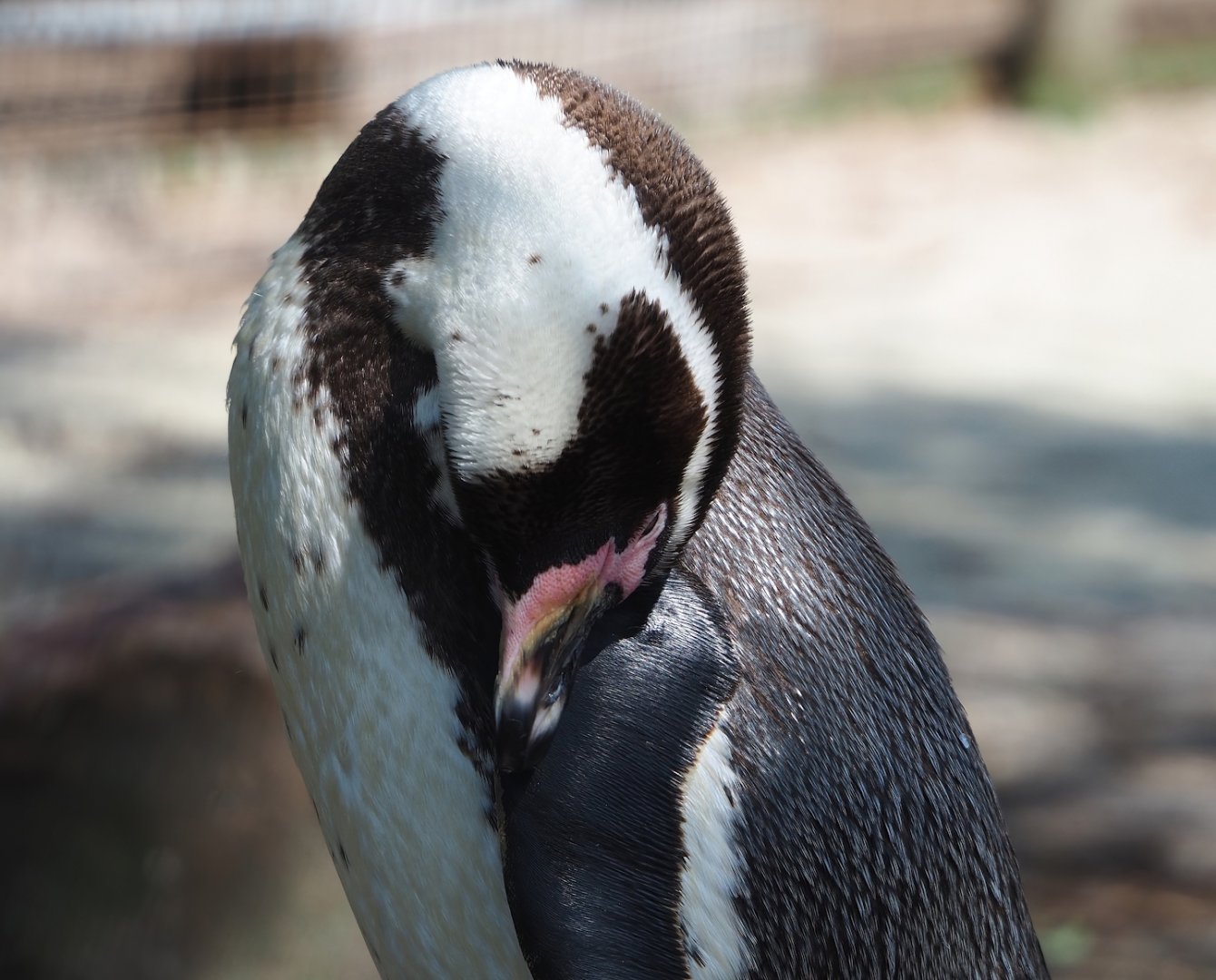 Humboldt penguin (Spheniscus humboldti), 2023-04-30