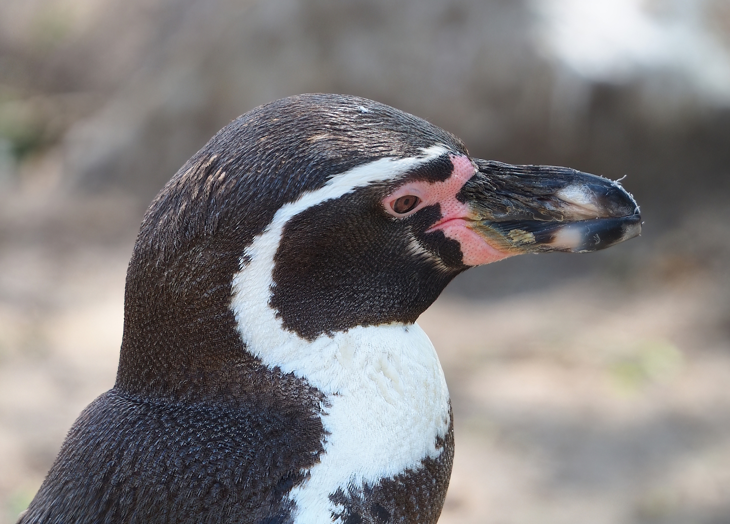 Humboldt penguin (Spheniscus humboldti), 2023-04-30