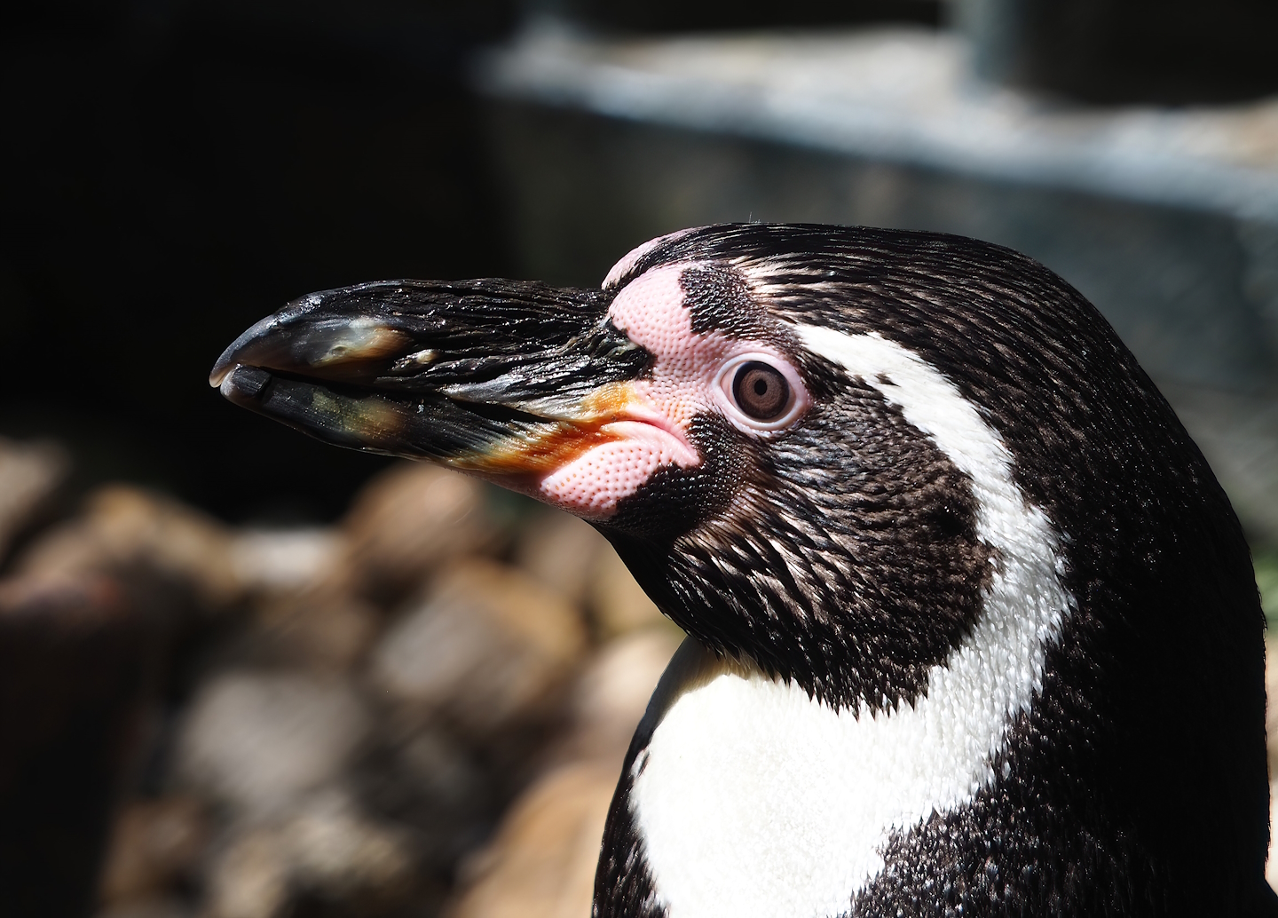 Humboldt penguin (Spheniscus humboldti), 2023-05-31
