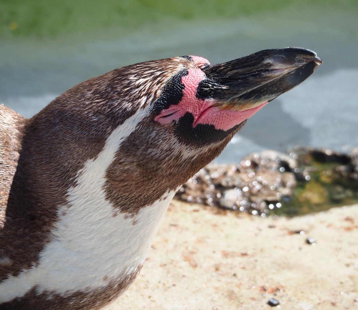 Humboldt penguin (Spheniscus humboldti), 2023-07-08