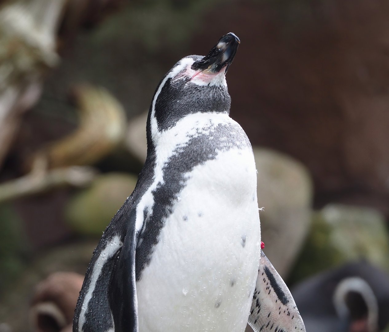 Humboldt penguin (Spheniscus humboldti), 2023-08-17