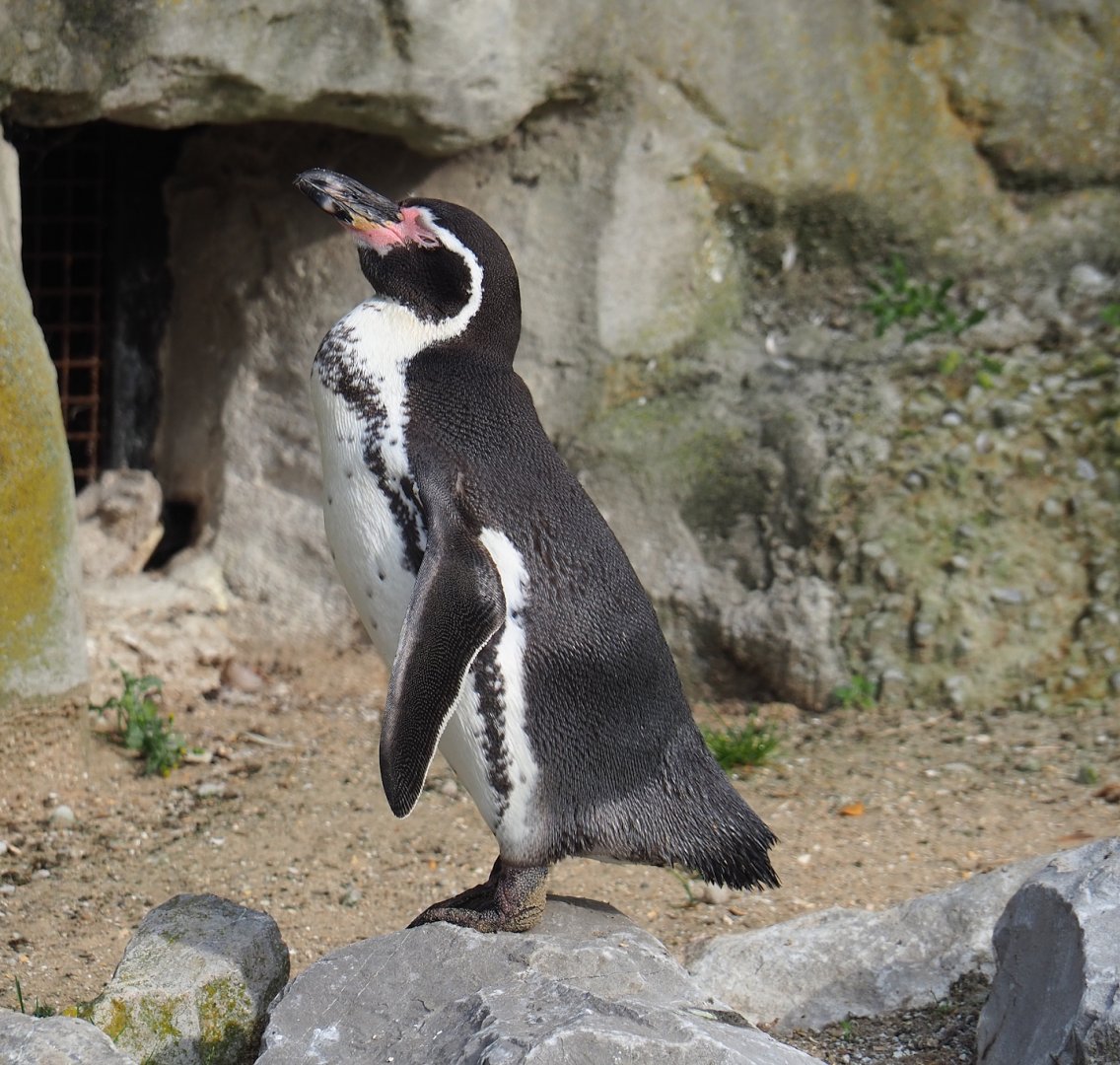 Humboldt penguin (Spheniscus humboldti), 2023-10-04
