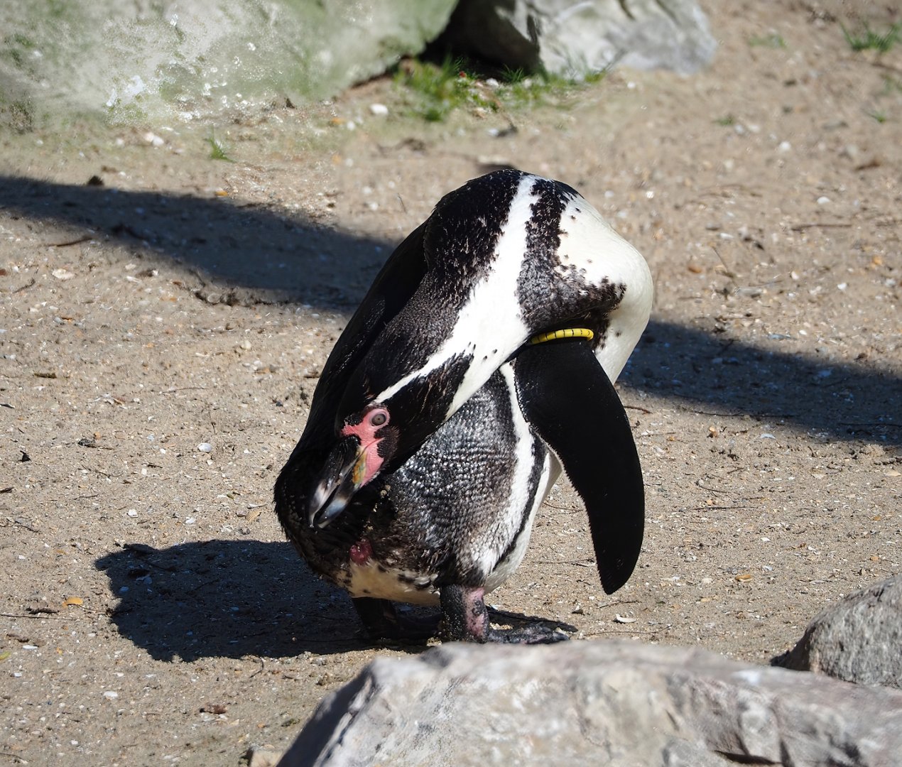 Humboldt penguin (Spheniscus humboldti), 2024-03-04