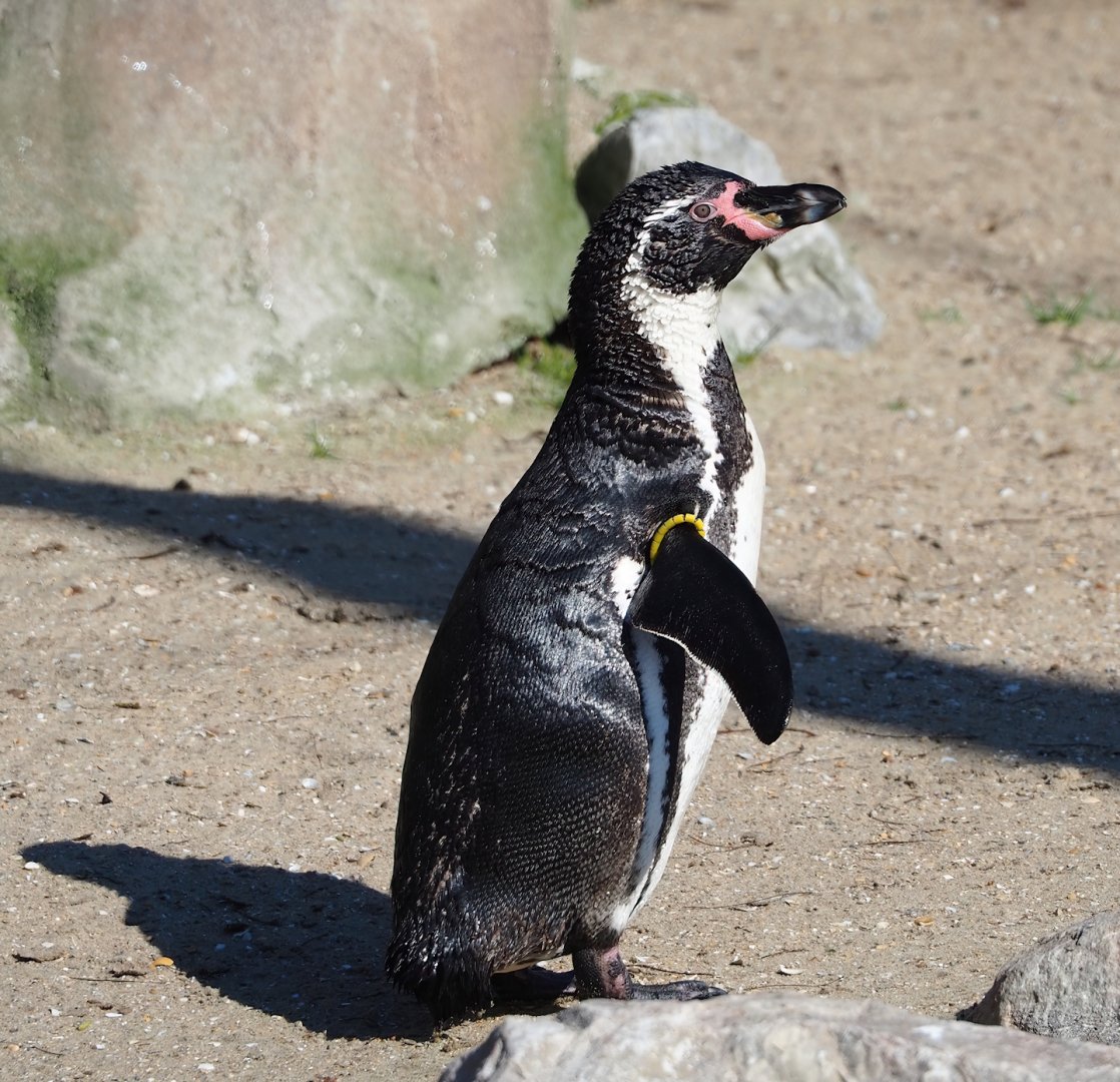 Humboldt penguin (Spheniscus humboldti), 2024-03-04