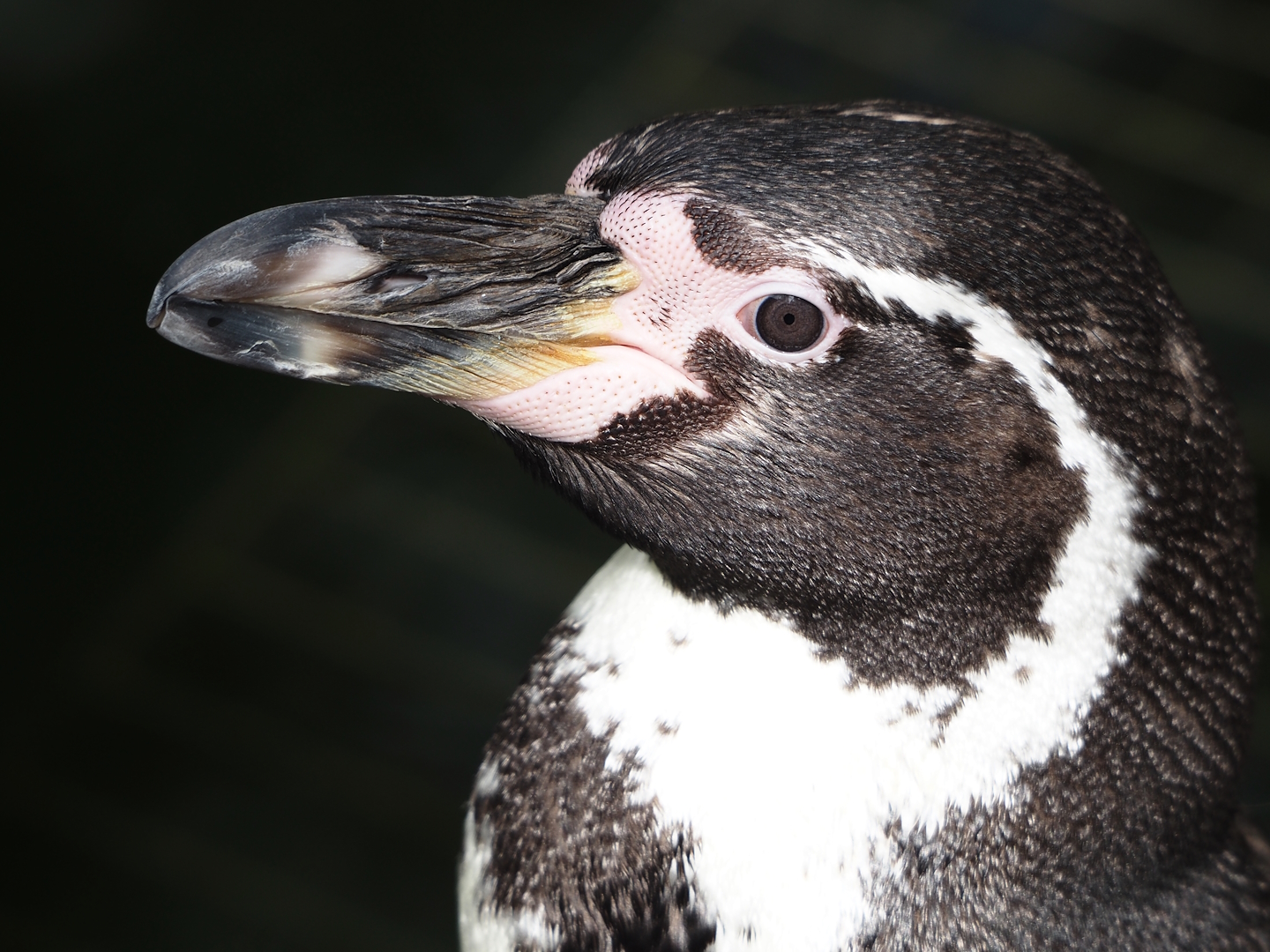 Humboldt penguin (Spheniscus humboldti), 2024-04-14