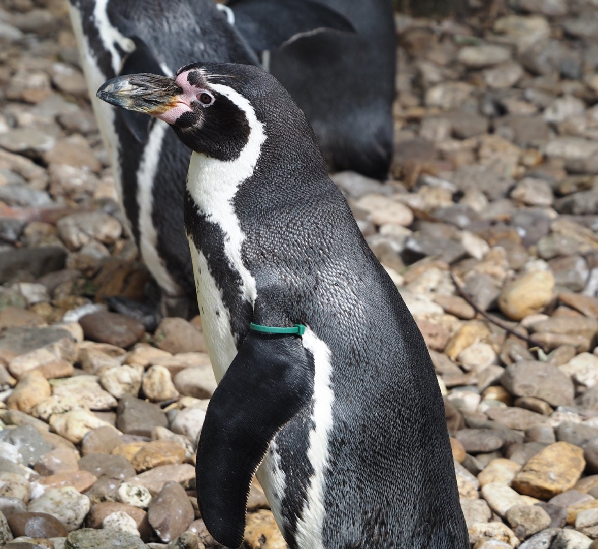 Humboldt penguin (Spheniscus humboldti), 2024-04-14