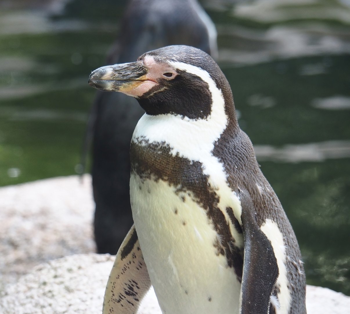 Humboldt penguin (Spheniscus humboldti), 2024-05-23