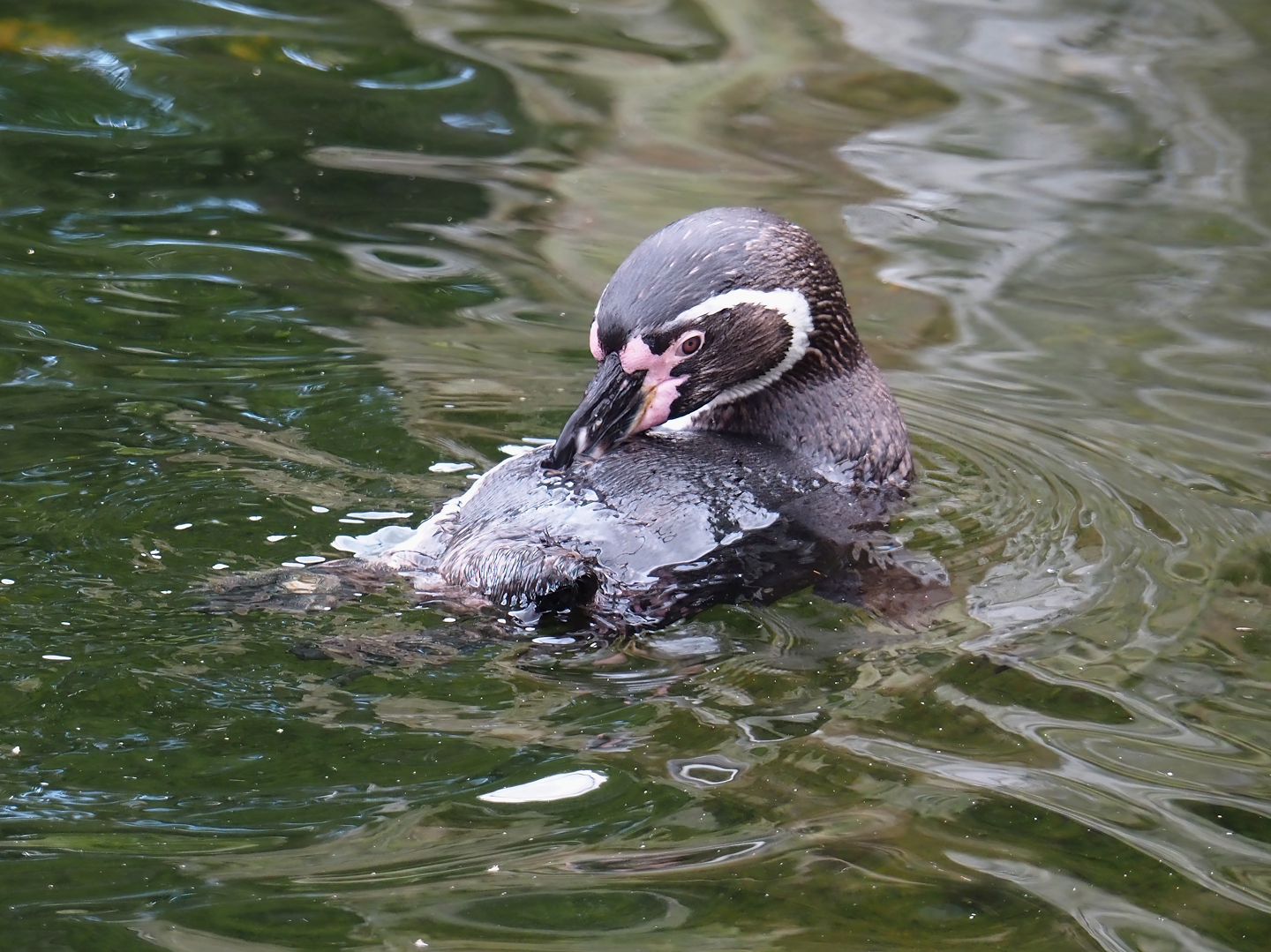 Humboldt penguin (Spheniscus humboldti), 2025-05-22