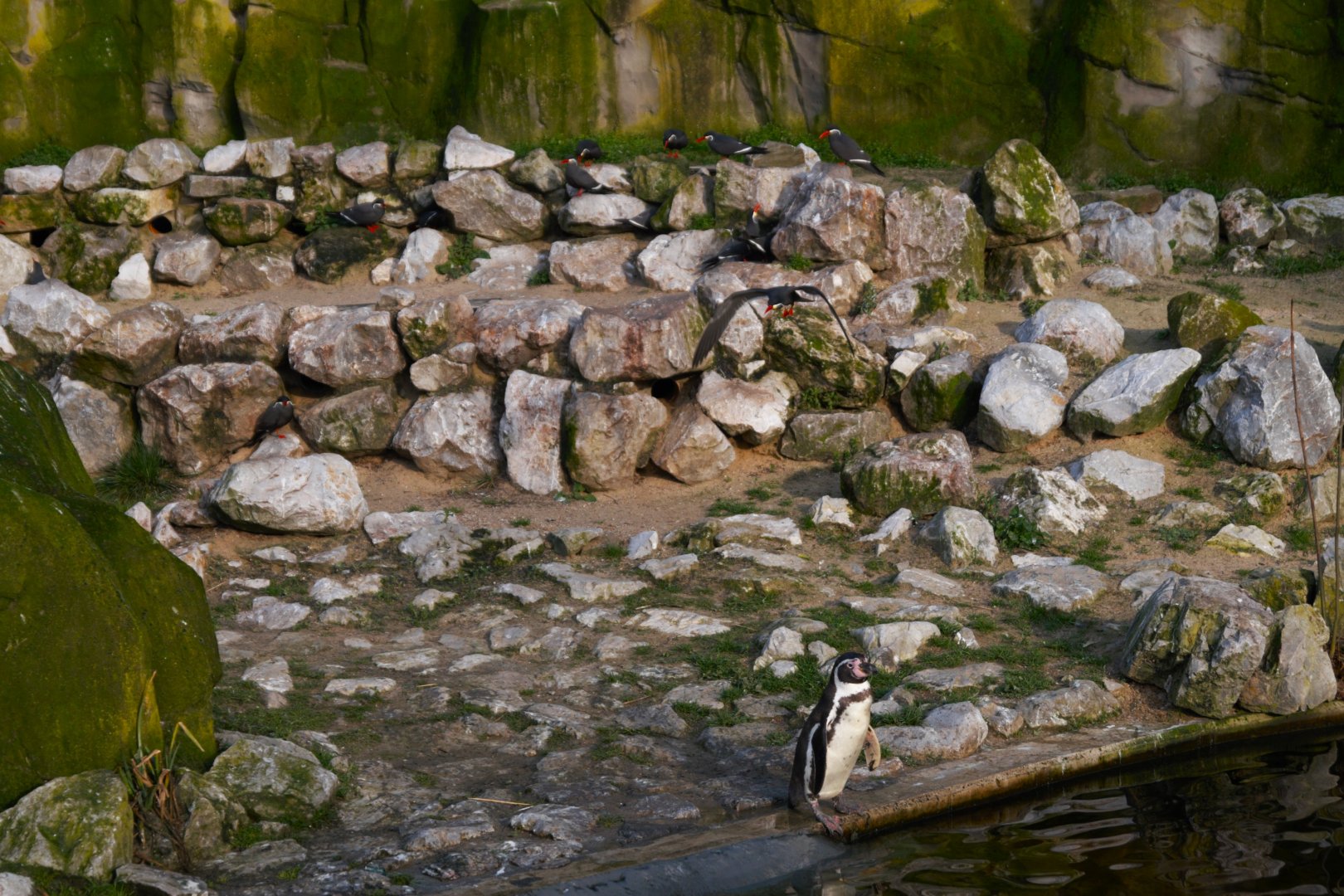Humboldt Penguin (Spheniscus humboldti) and Inca Tern (Larosterna Inca)