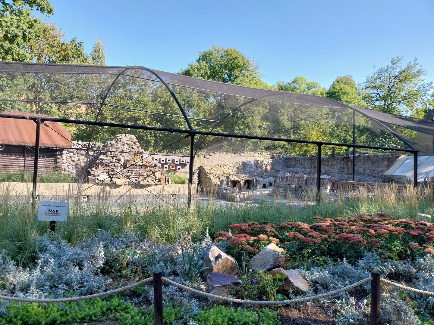 Humboldt penguin (Spheniscus humboldti) and Inca Tern (Larosterna inca)