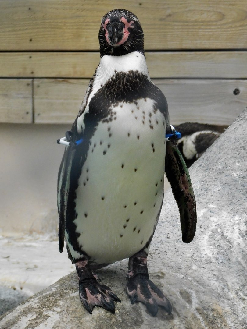 Humboldt Penguin (Spheniscus humboldti) August 2, 2025