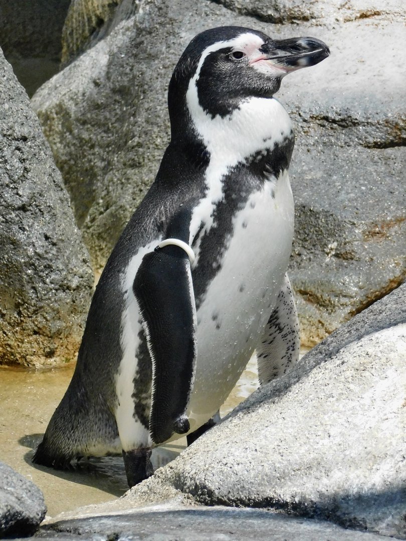 Humboldt Penguin (Spheniscus humboldti) August 30, 2025