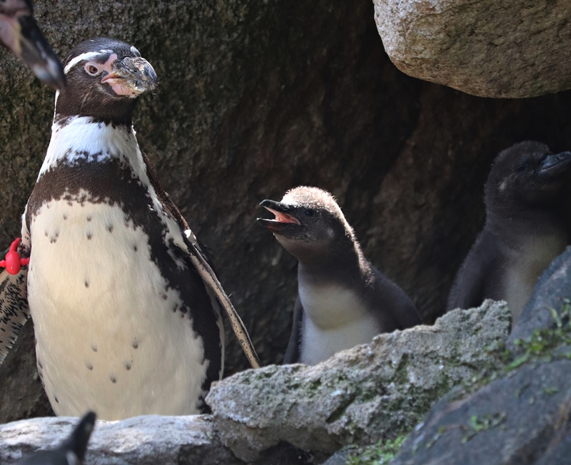 Humboldt penguin (Spheniscus humboldti) chicks