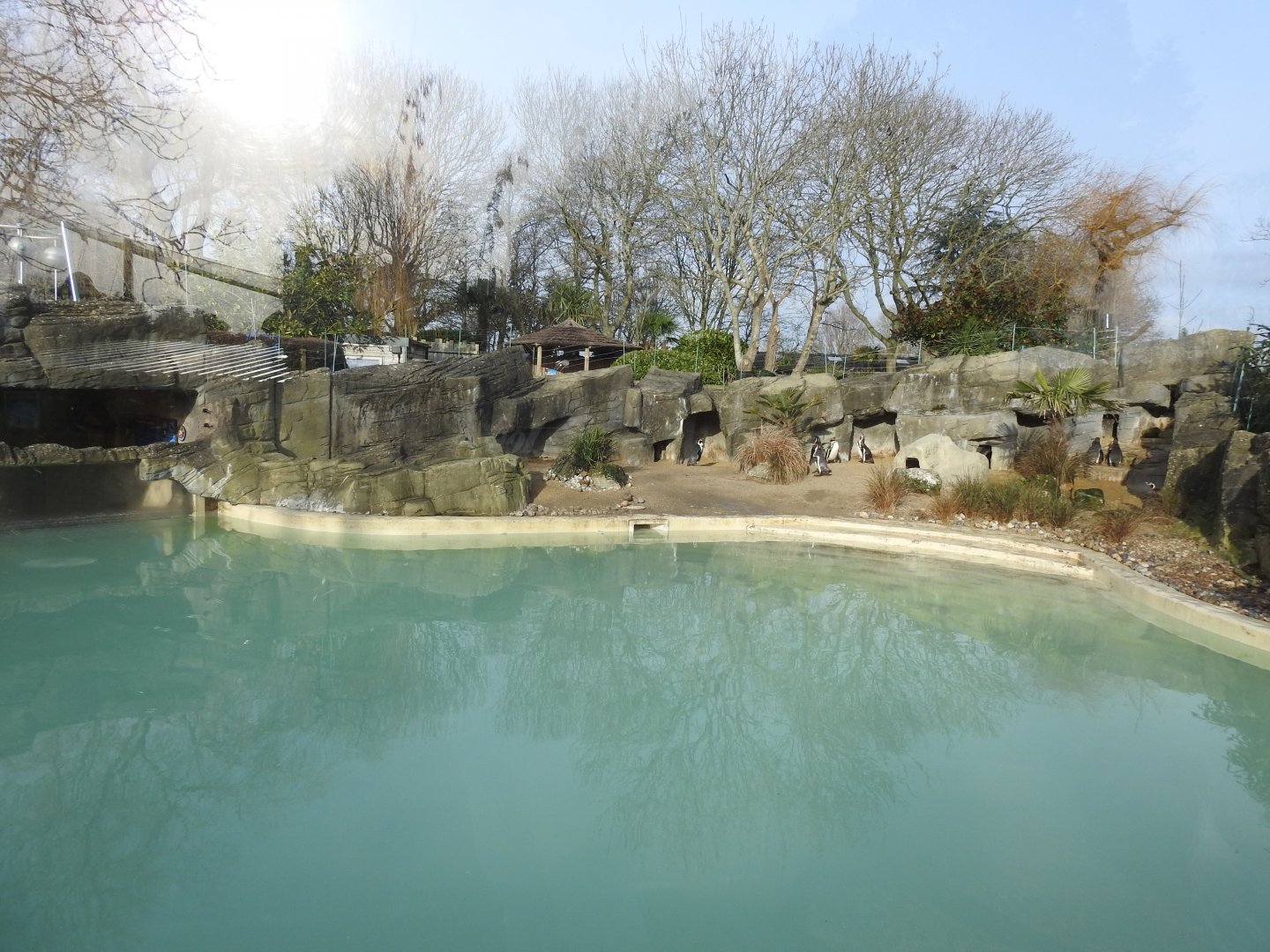 Humboldt Penguin (Spheniscus humboldti) Enclosure 2