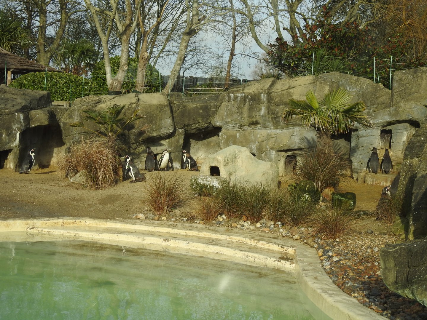 Humboldt Penguin (Spheniscus humboldti) Enclosure