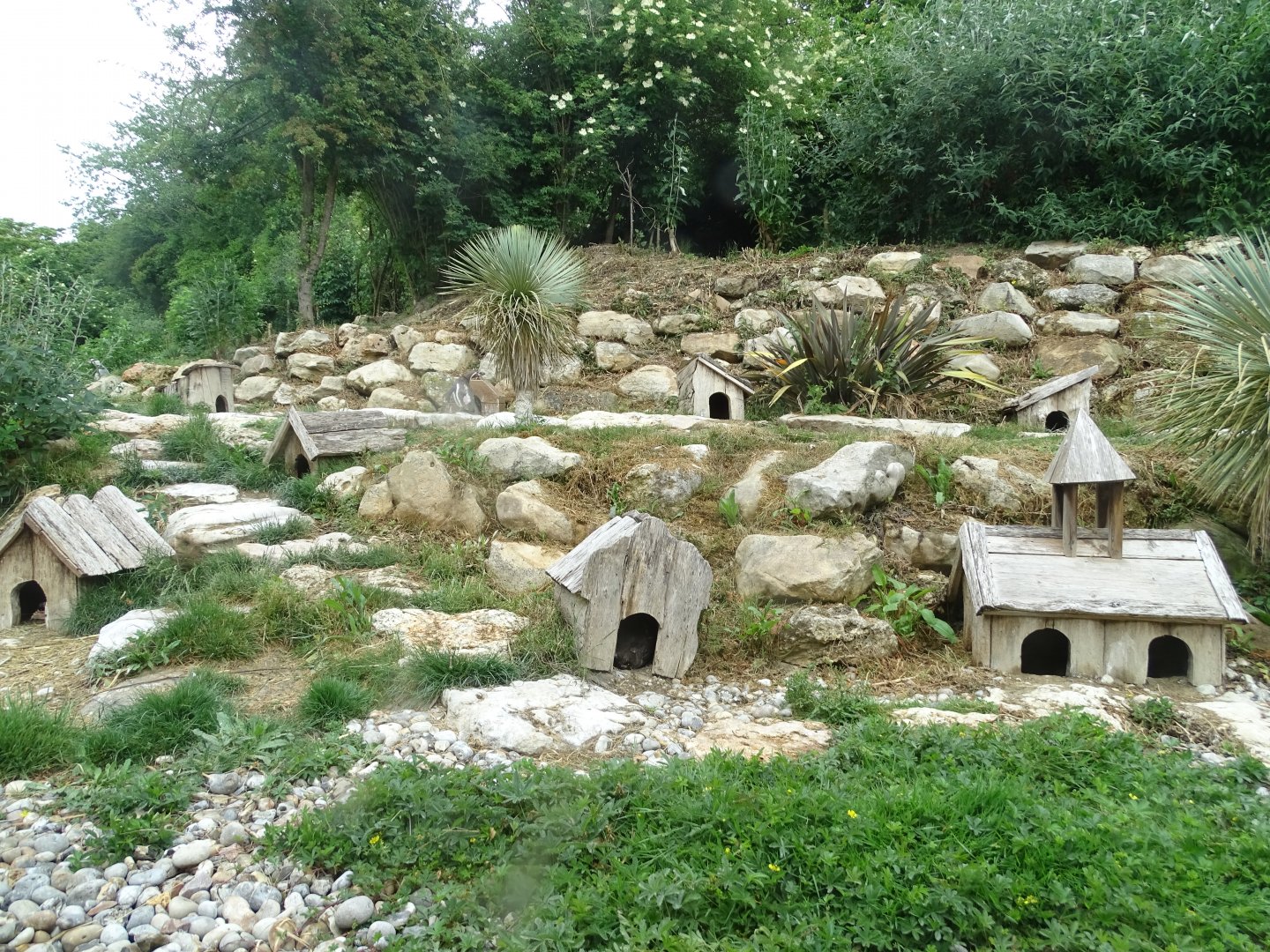 Humboldt penguin (Spheniscus humboldti) exhibi
