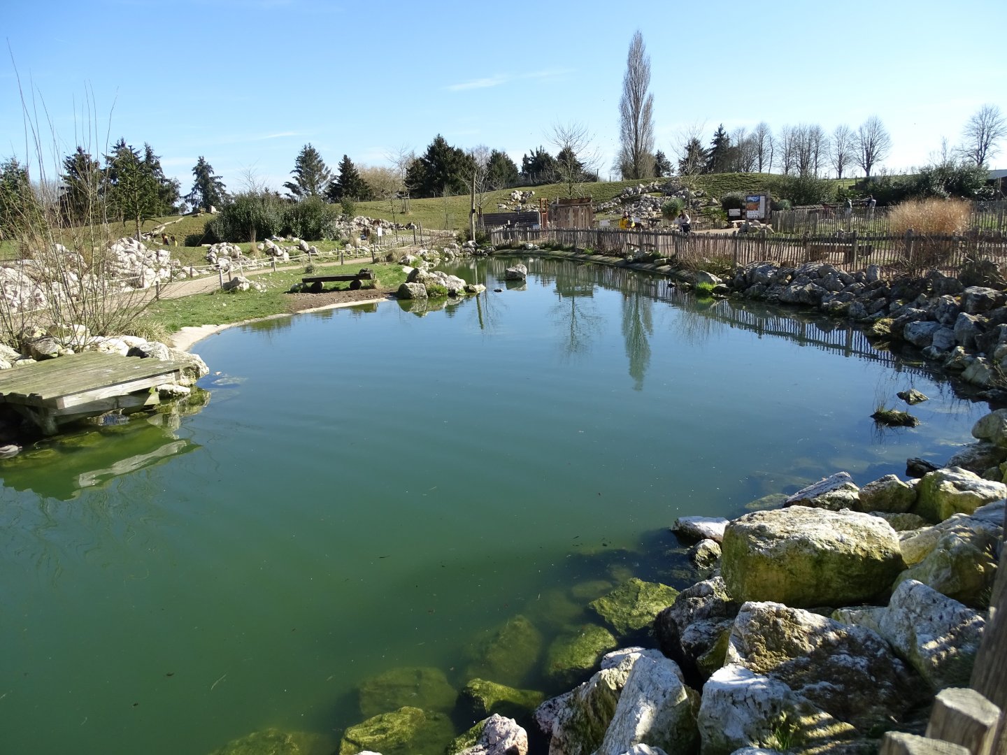 Humboldt penguin (Spheniscus humboldti) exhibit