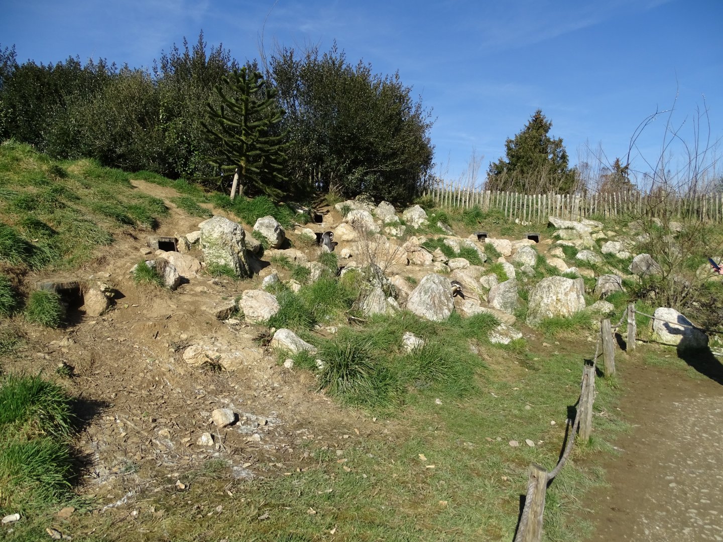 Humboldt penguin (Spheniscus humboldti) exhibit