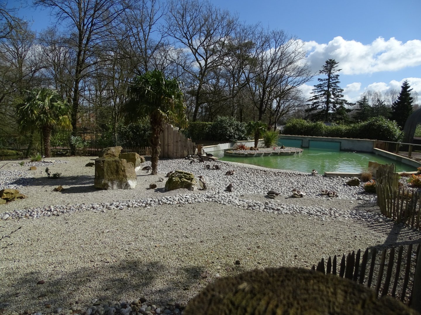 Humboldt penguin (Spheniscus humboldti) exhibit