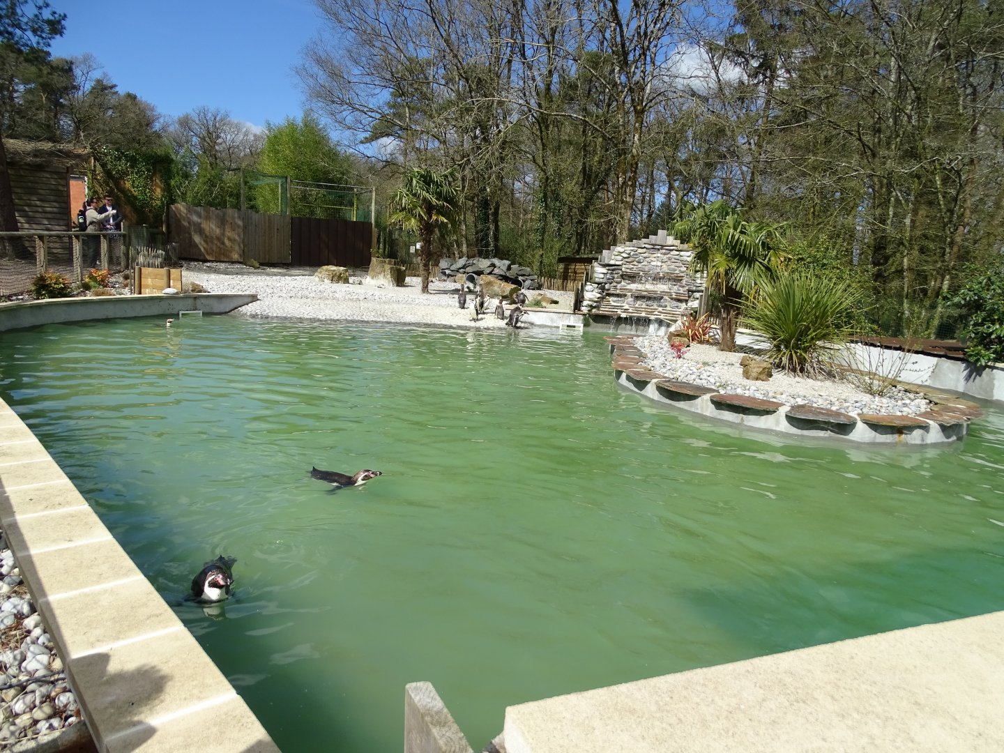 Humboldt penguin (Spheniscus humboldti) exhibit