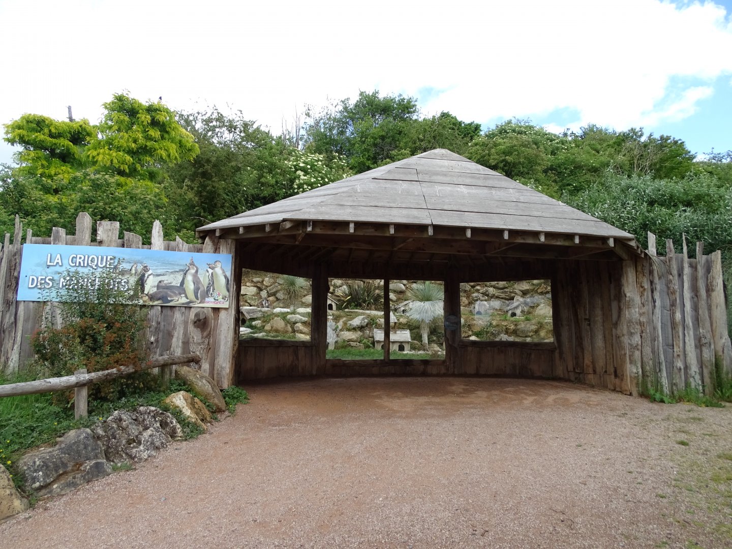 Humboldt penguin (Spheniscus humboldti) exhibit