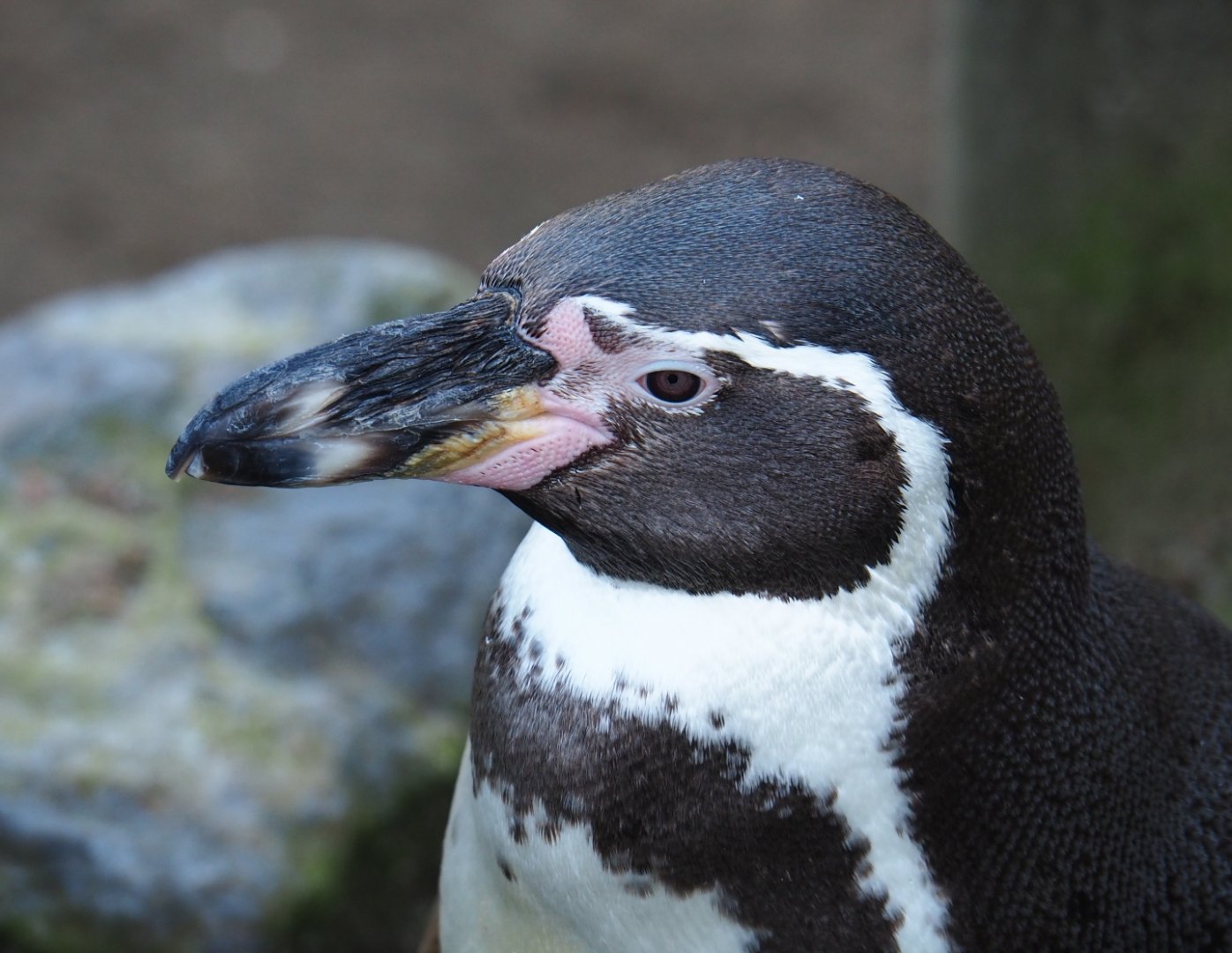 Humboldt penguin (Spheniscus humboldti), Feb 16th, 2019