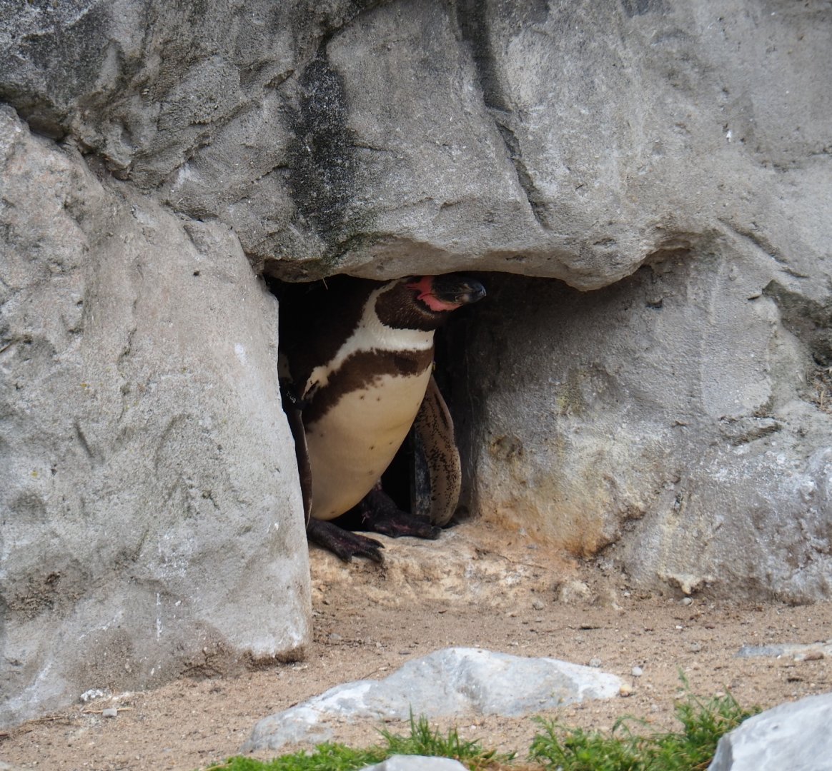 Humboldt penguin (Spheniscus humboldti) in nesting hole, 2019-05-31