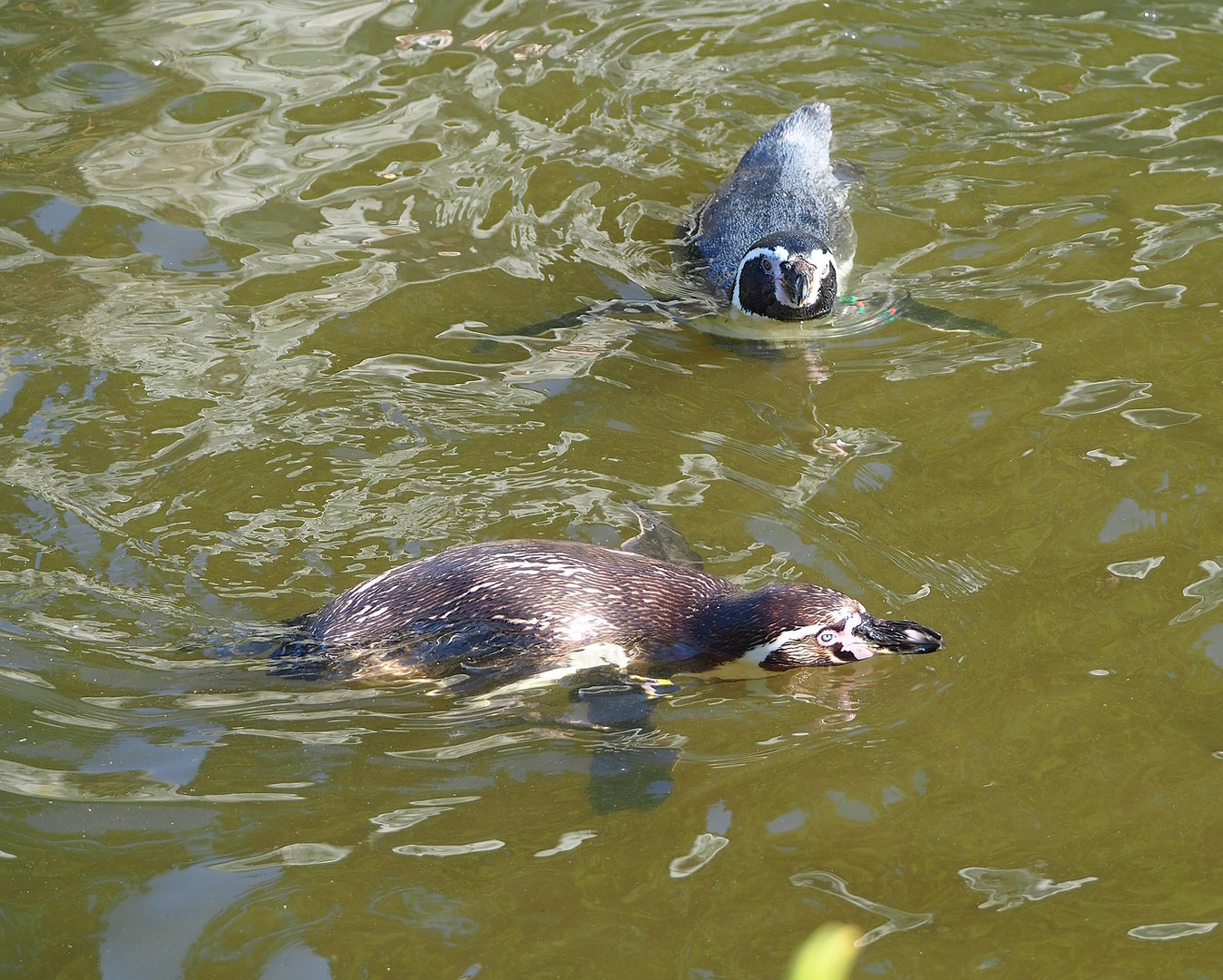 Humboldt penguin (Spheniscus humboldti) in the pool, 2022-08-07