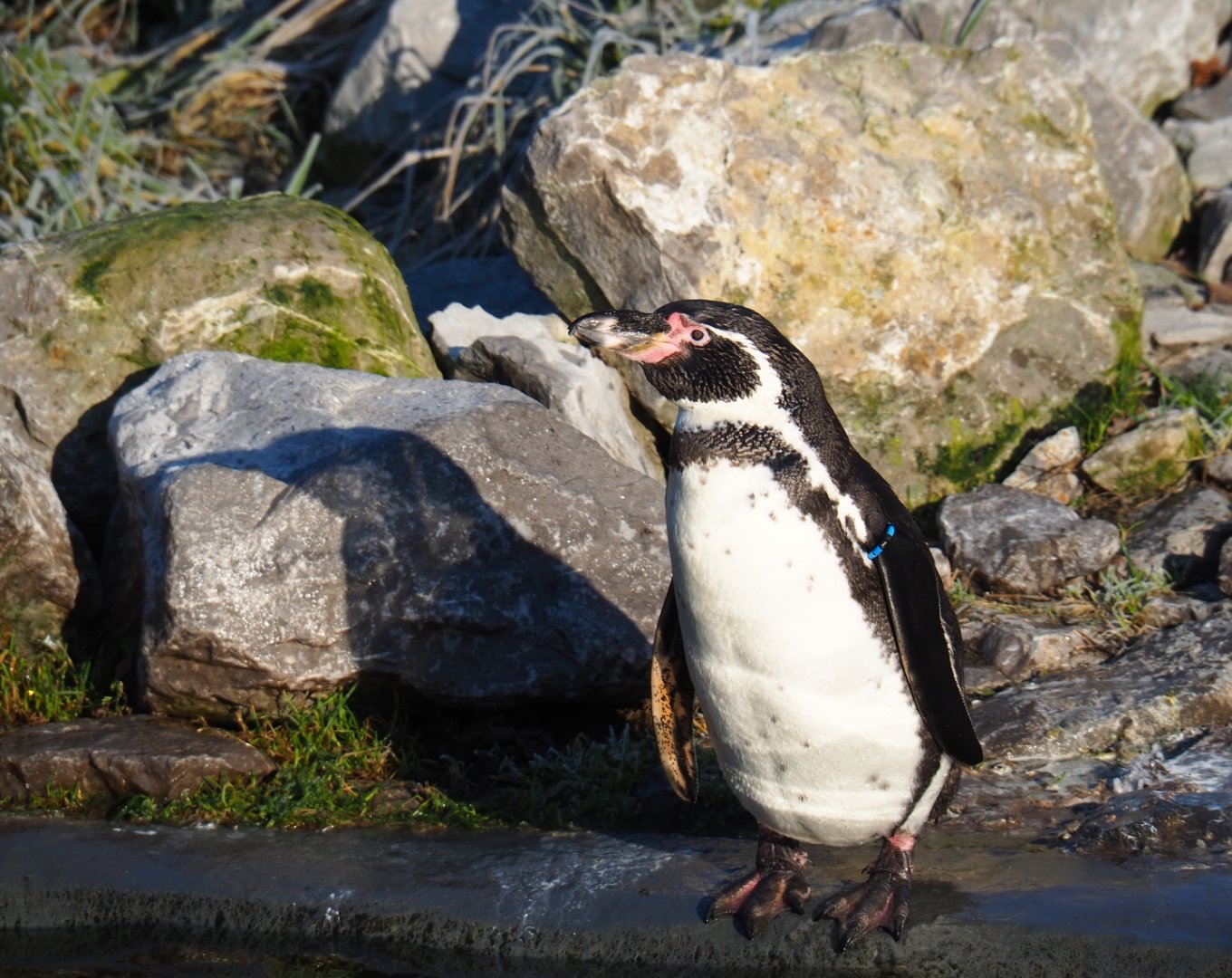 Humboldt penguin (Spheniscus humboldti), Jan 20th, 2019