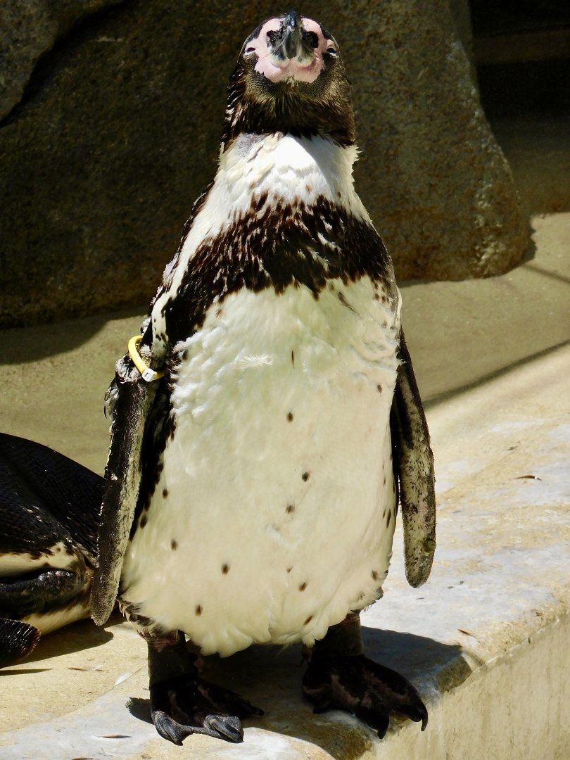 Humboldt Penguin (Spheniscus humboldti) July 19, 2025