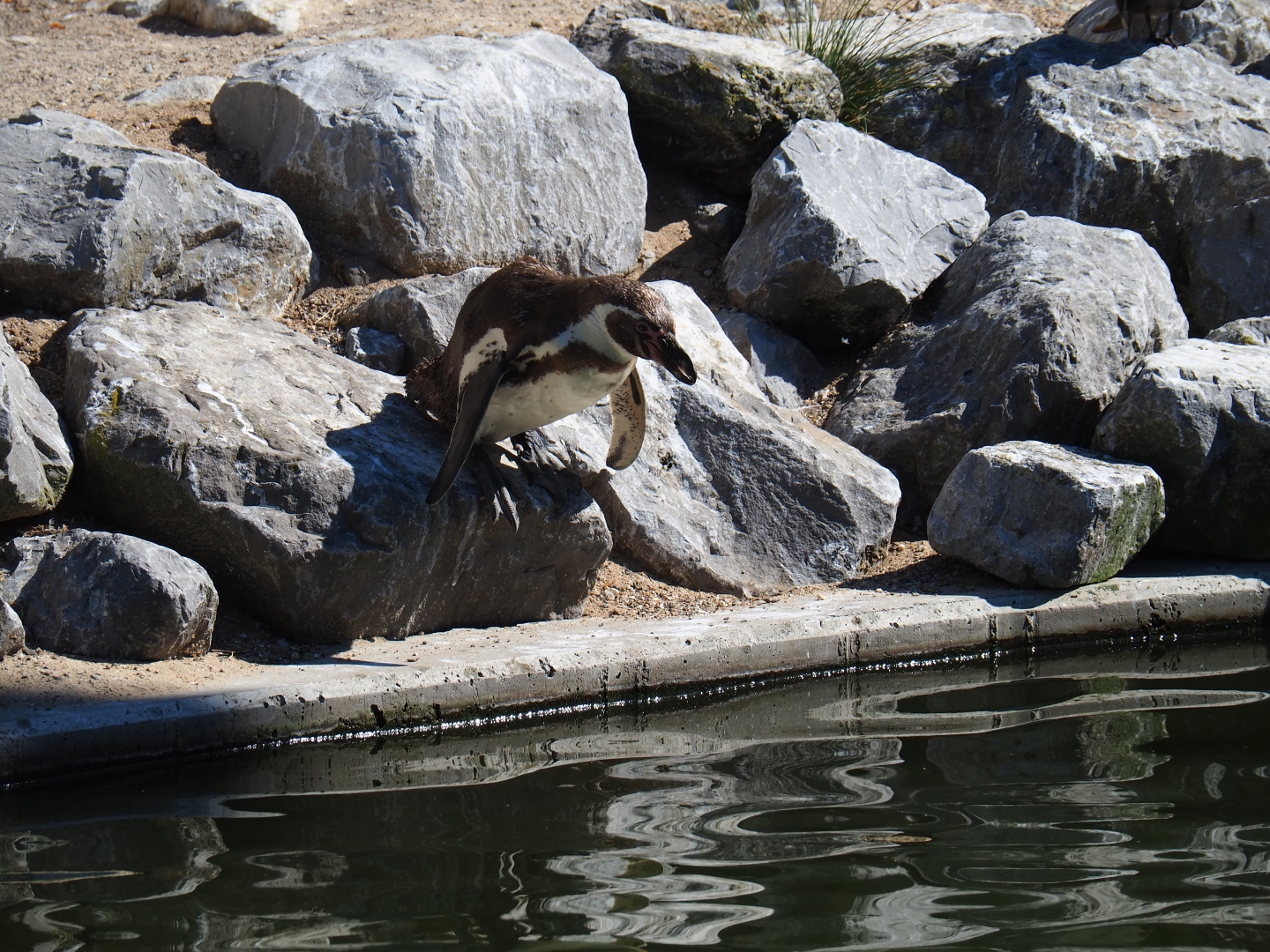 Humboldt penguin (Spheniscus humboldti) jumping into the water